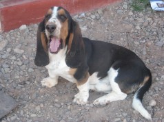 Fotos de perros